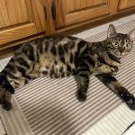 cat-1