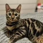 cat1
