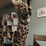 cat10