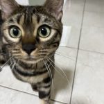 cat11