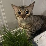 cat13
