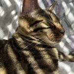 cat14