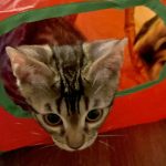 cat15