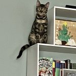 cat16