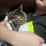 cat19