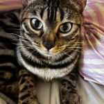 cat2