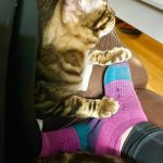 cat20