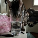 cat21