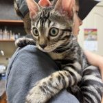 cat23