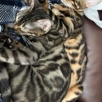 cat24