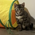 cat25