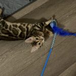 cat26
