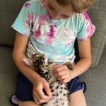 cat29