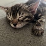 cat3