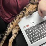 cat31