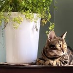 cat32