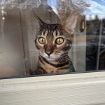 cat33