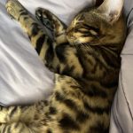 cat34