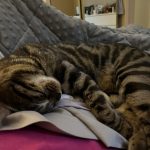 cat4