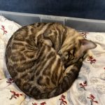 cat5