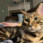 cat7