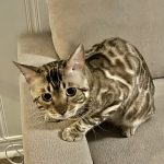 cat8