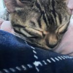cat9